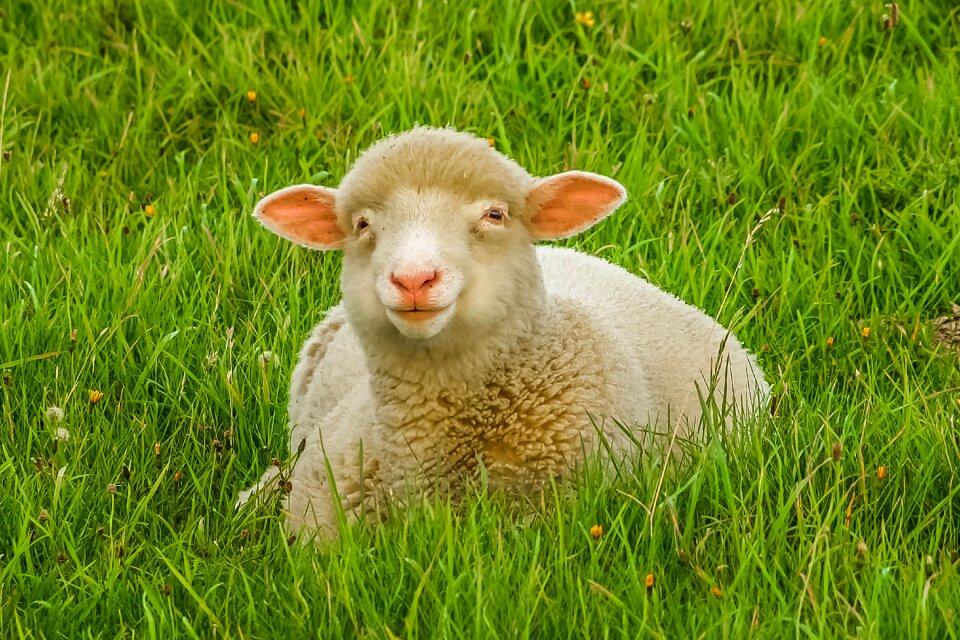 Sheep animal nature