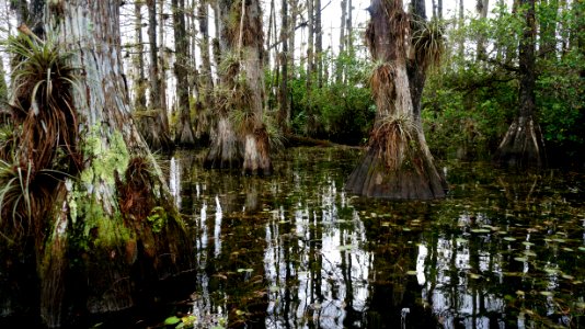 Gator Hook photo