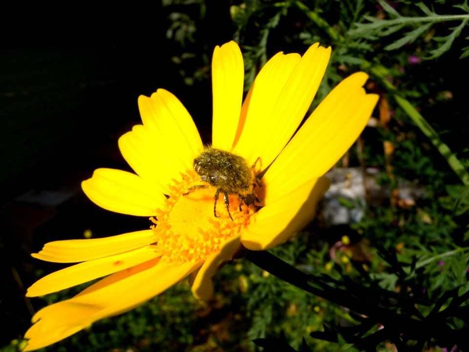 DSCN6633