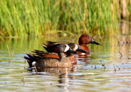 Cinnamon X blue-winged teal cross at Seedskadee National Wildlife Refuge