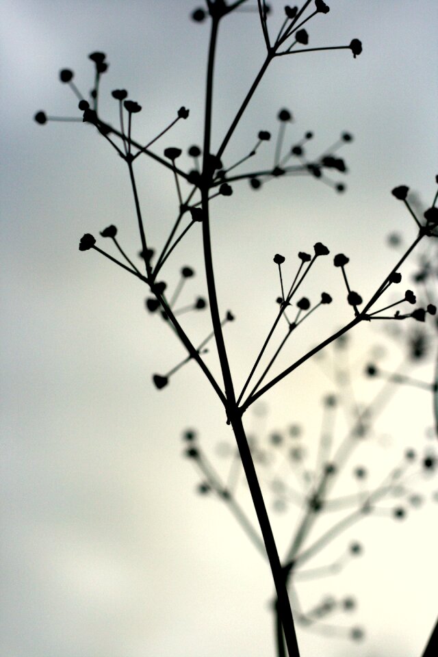 Plant mourning blue