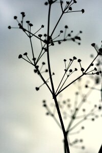 Plant mourning blue