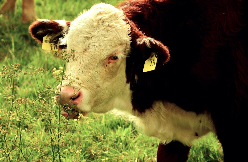 Young animal pasture agriculture