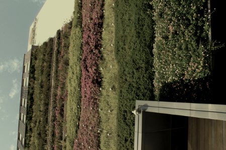 Vertical plants on the wall