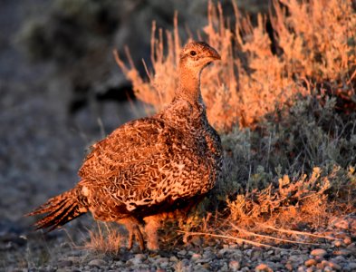 Greater sage-grouse at Seedskadee National Wildlife Refuge