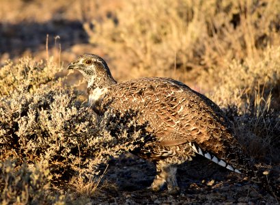 Greater sage-grouse at Seedskadee National Wildlife Refuge