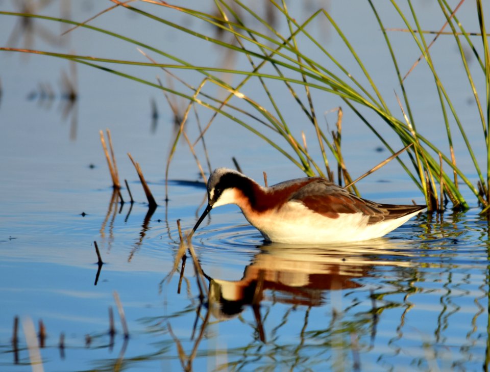 Wilson's phalarope at Seedskadee National Wildlife Refuge