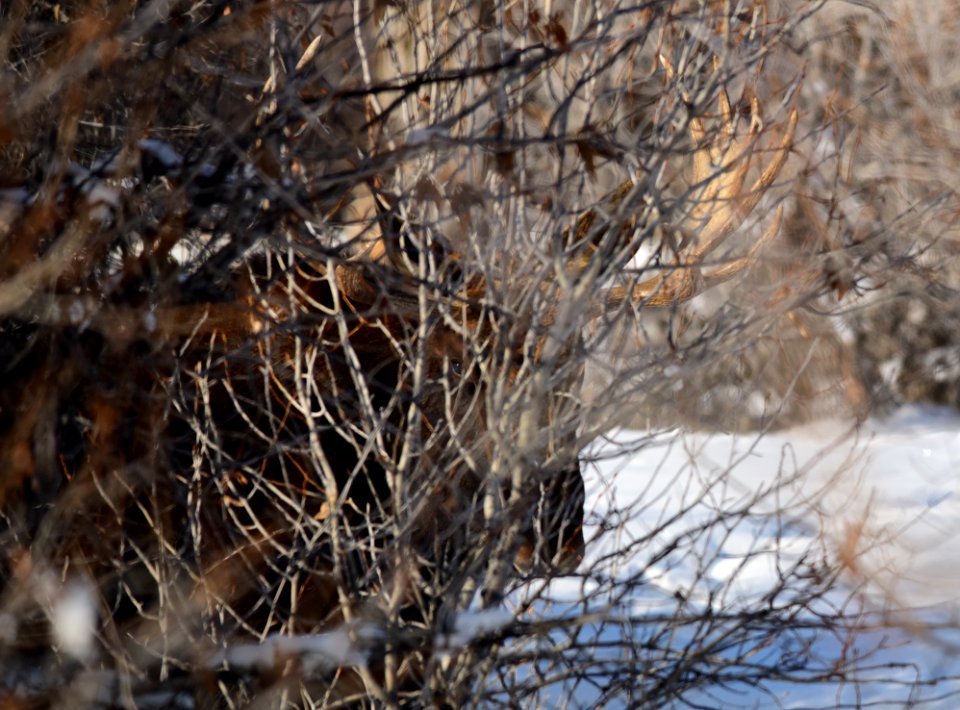 Moose at Seedskadee National Wildlife Refuge