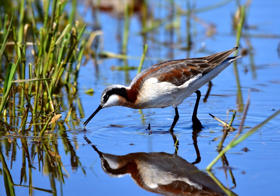 Wilson's phalarope at Seedskadee National Wildlife Refuge