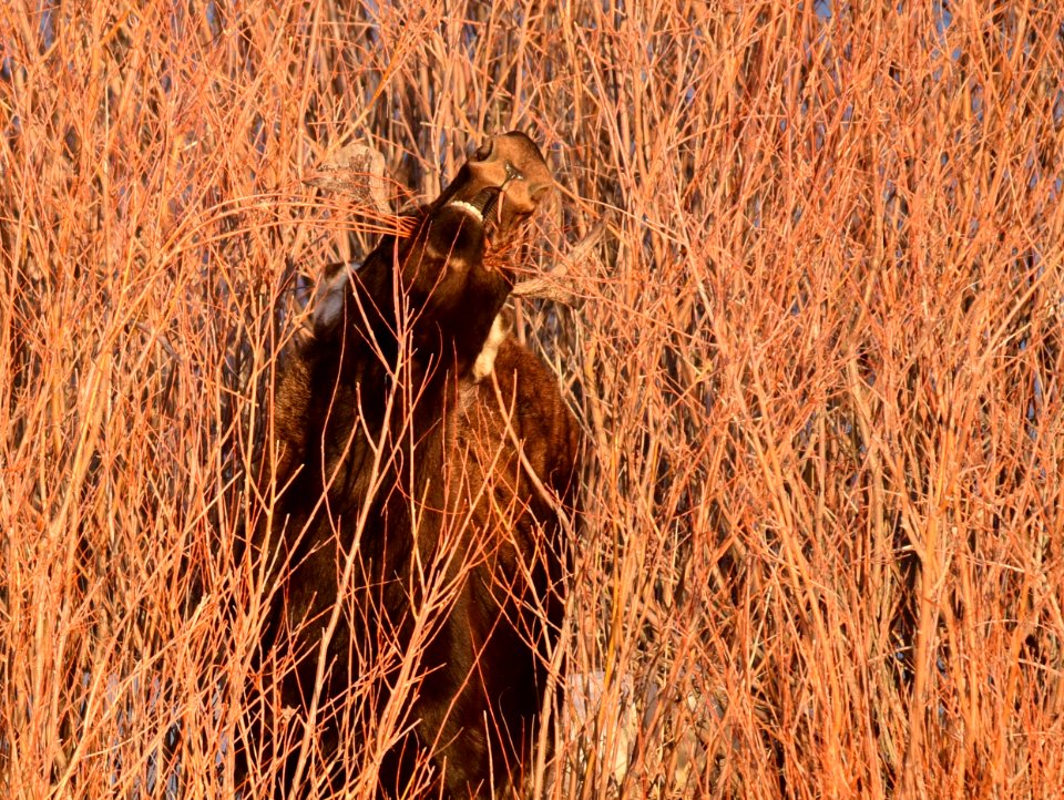 Moose at Seedskadee National Wildlife Refuge