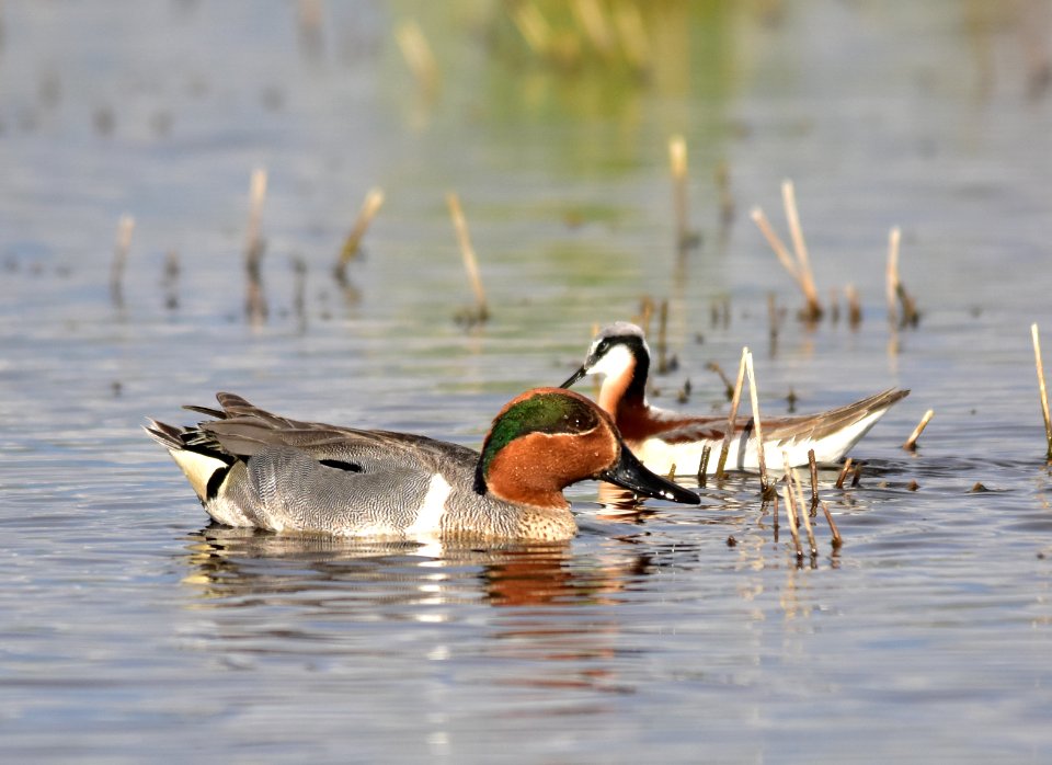 Green-winged teal at Seedskadee National Wildlife Refuge