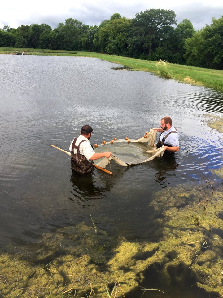 Seining bluegill ponds