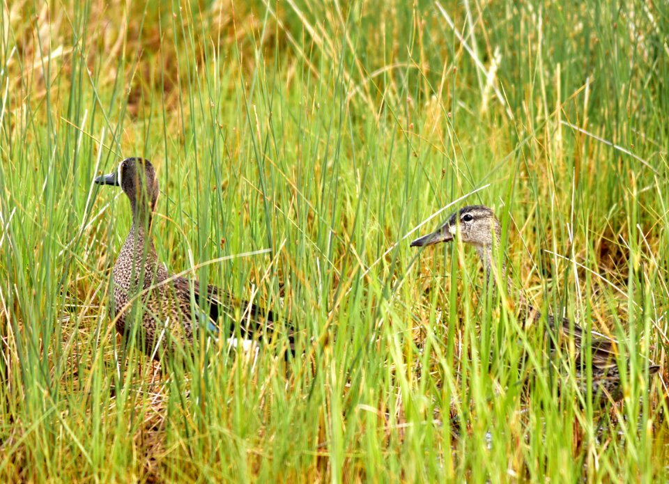 Blue-winged teal at Seedskadee National Wildlife Refuge