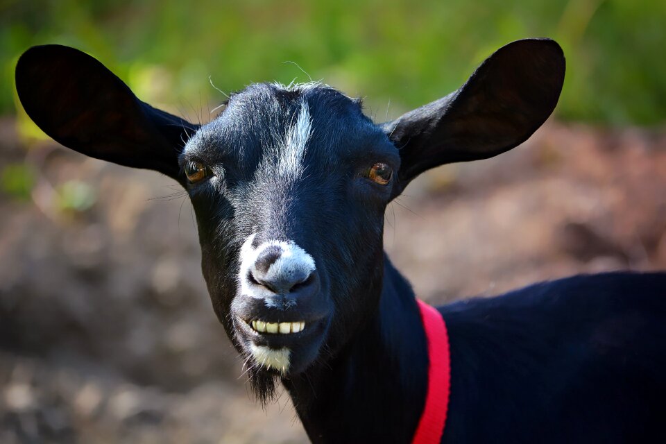 Farm animal world black and white