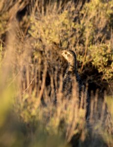 Greater sage-grouse at Seedskadee National Wildlife Refuge photo