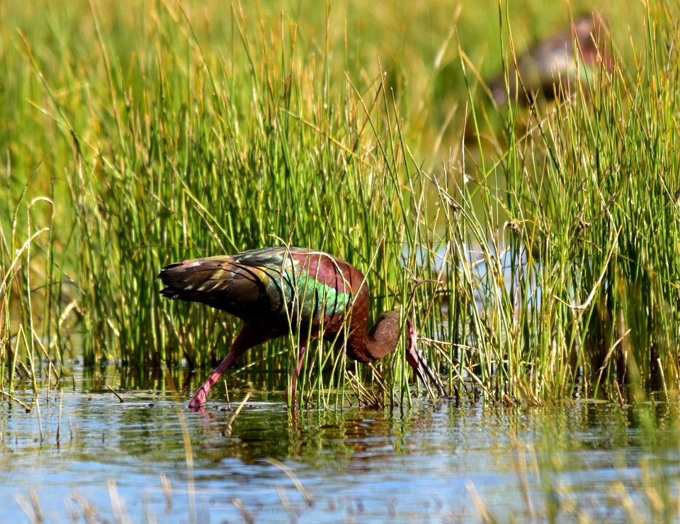 White-faced ibis at Seedskadee National Wildlife Refuge
