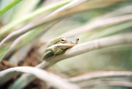 Green Tree Frog in a Cardinal Airplant