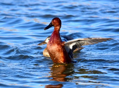 Cinnamon teal at Seedskadee National Wildlife Refuge