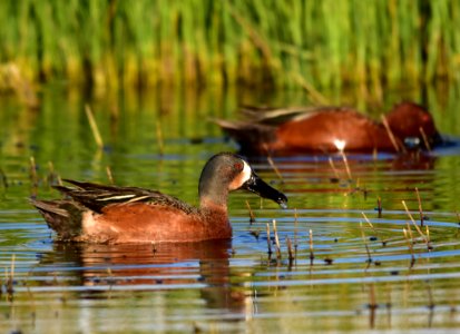 Cinnamon X blue-winged teal cross at Seedskadee National Wildlife Refuge