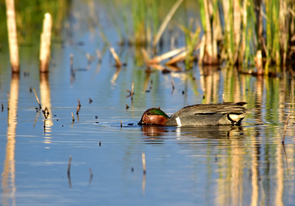 Green-winged teal at Seedskadee National Wildlife Refuge