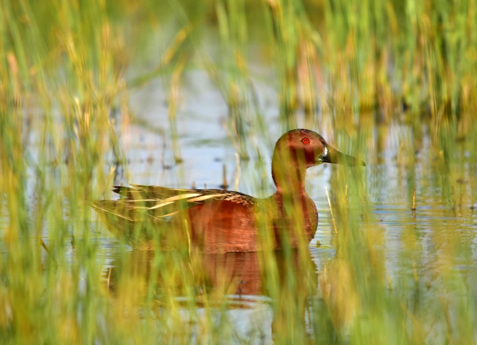 Cinnamon teal at Seedskadee National Wildlife Refuge