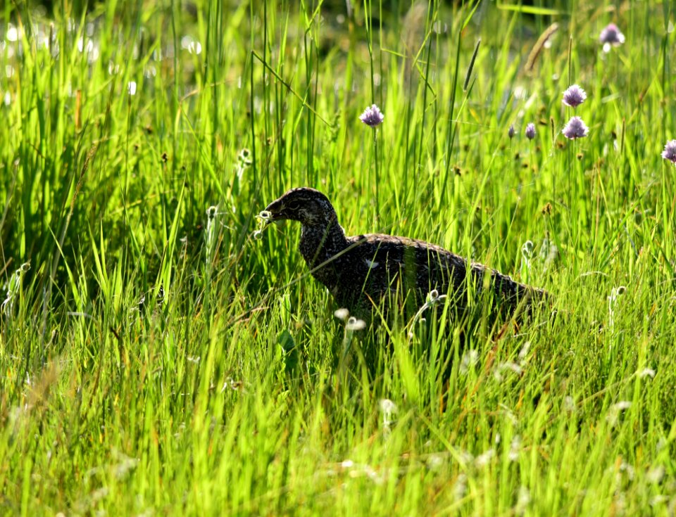 Greater sage-grouse at Arapaho National Wildlife Refuge