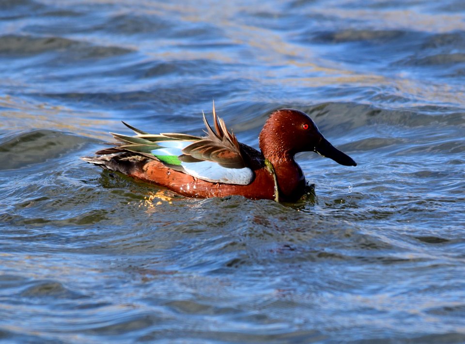 Cinnamon teal at Seedskadee National Wildlife Refuge