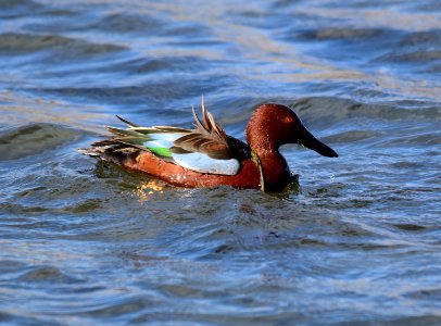 Cinnamon teal at Seedskadee National Wildlife Refuge