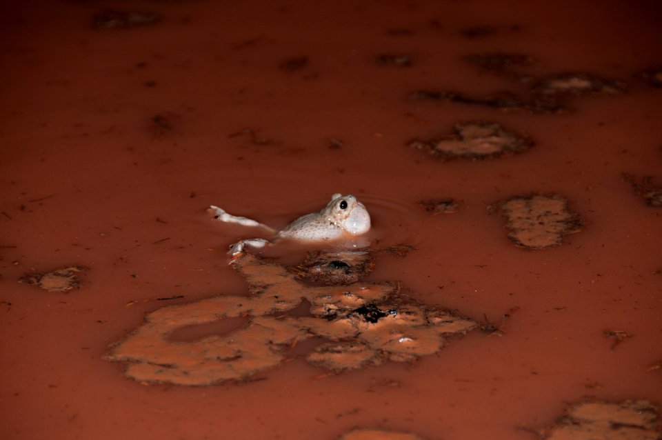 Spadefoot Toad