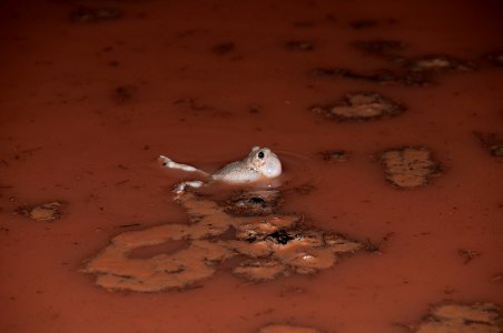 Spadefoot Toad