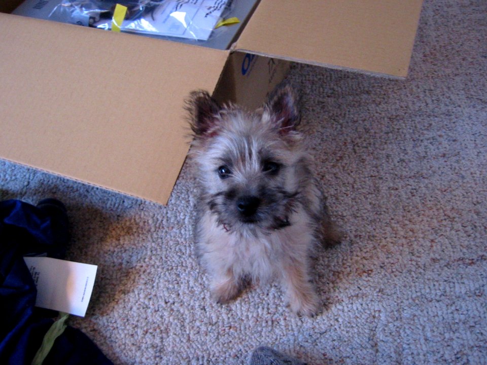 cutest dog ever
