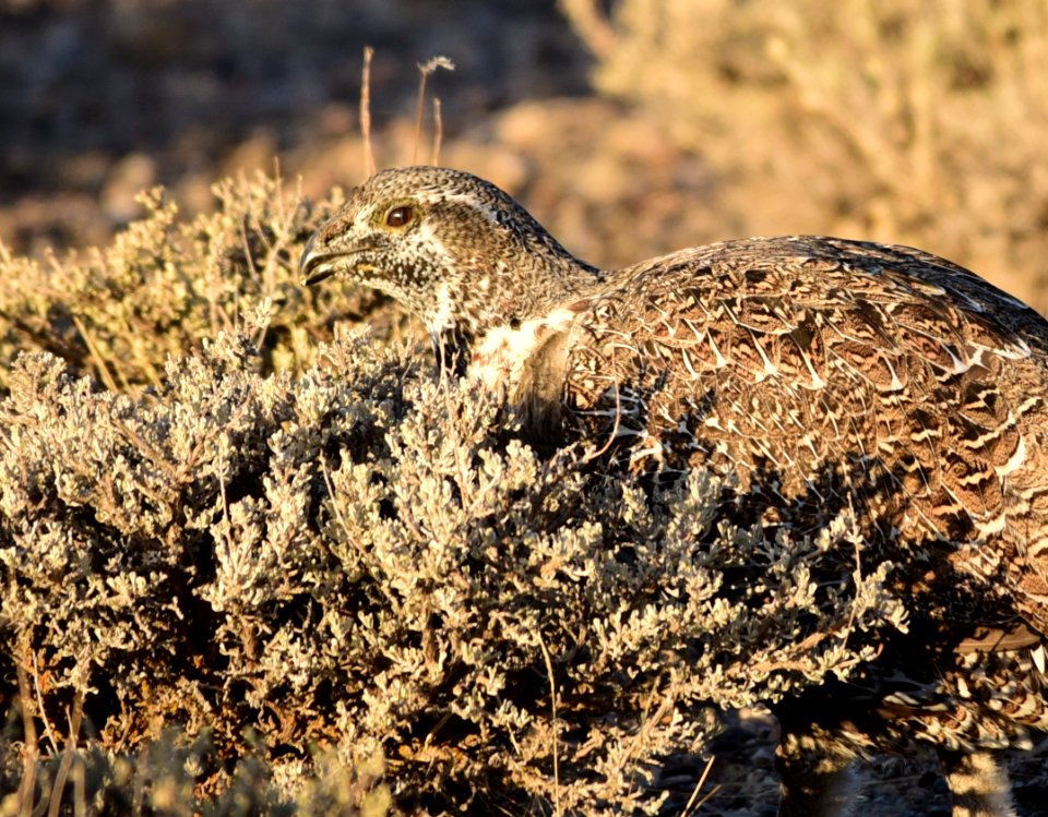 Greater sage-grouse at Seedskadee National Wildlife Refuge