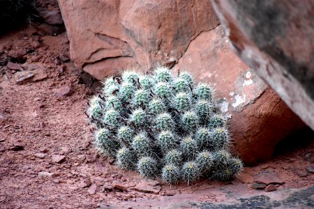 Claret Cup Cactus photo