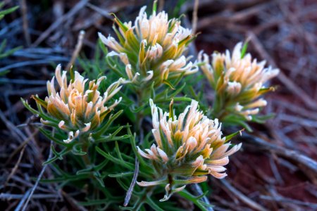 Common paintbrush (Castilleja chromosa)
