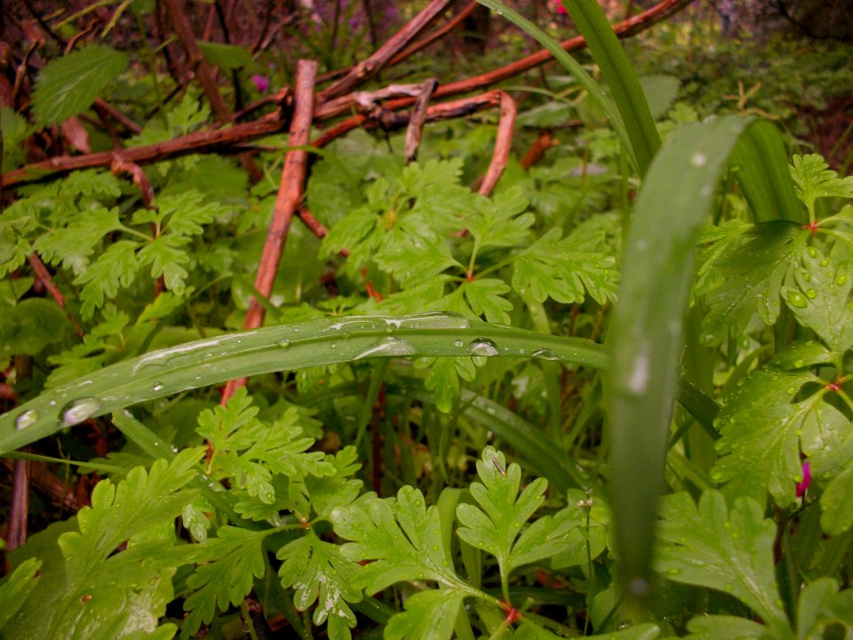 2013 04 01 villaggio delle mimose