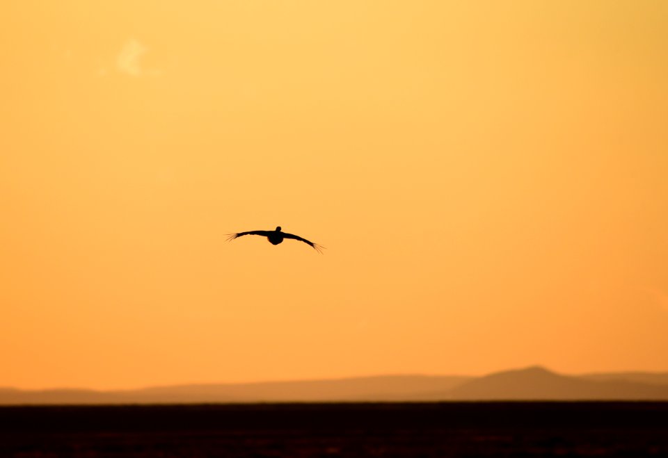Greater sage-grouse at Seedskadee National Wildlife Refuge