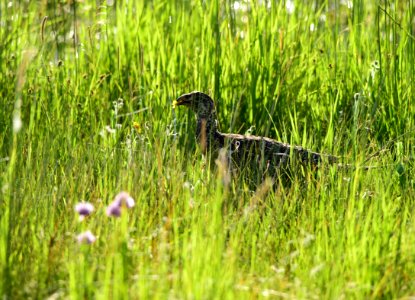 Greater sage-grouse at Arapaho National Wildlife Refuge