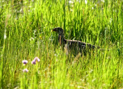 Greater sage-grouse at Arapaho National Wildlife Refuge photo