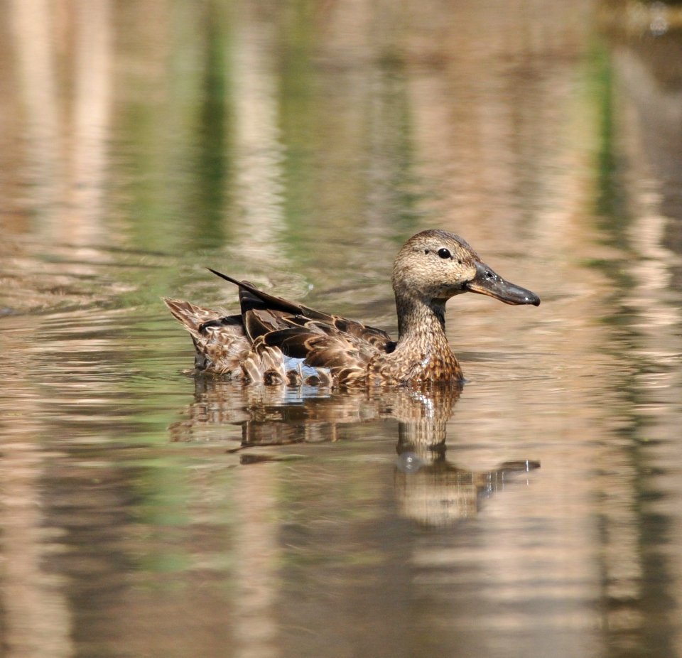 Cinnamon Teal (female), Scott Somershoe