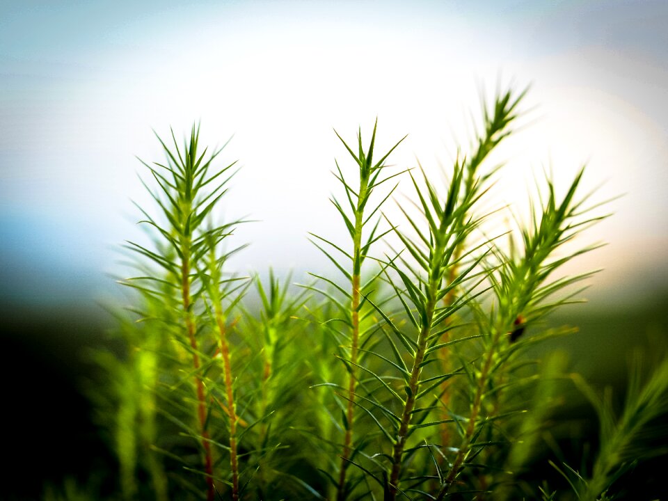 Spring leaf landscape