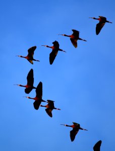 White-faced ibis at Seedskadee National Wildlife Refuge
