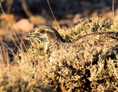 Greater sage-grouse at Seedskadee National Wildlife Refuge
