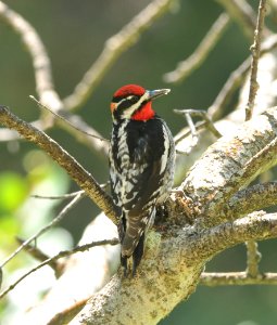 Red-naped Sapsucker, Scott Somershoe