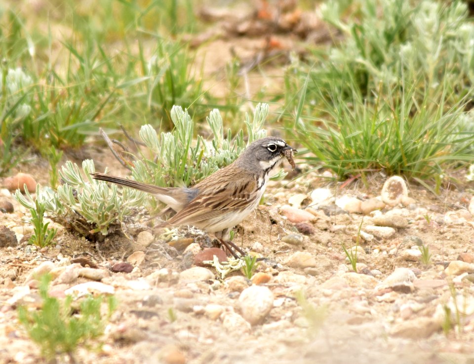 Sagebrush sparrow at Seedskadee National Wildlife Refuge