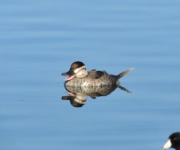 Ruddy Duck, Scott Somershoe photo