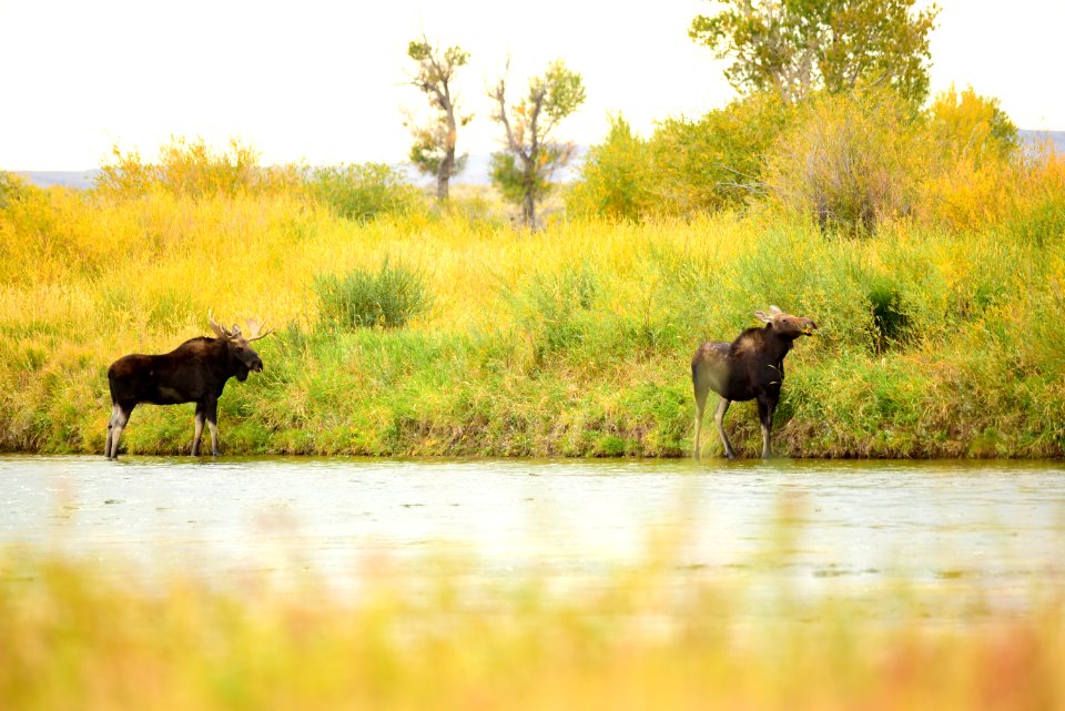 Moose at Seedskadee National Wildlife Refuge