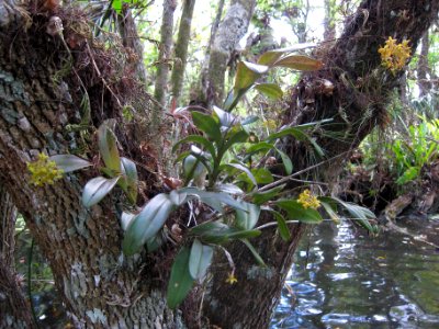 dingy star orchid