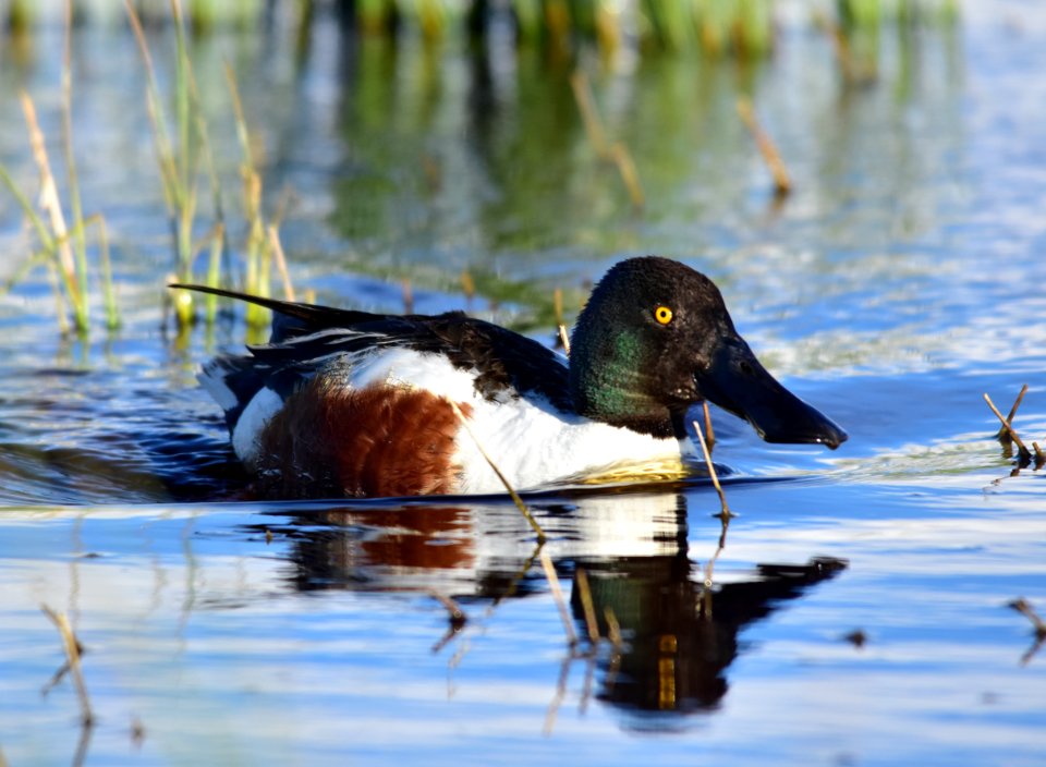 Northern shoveler at Seedskadee National Wildlife Refuge