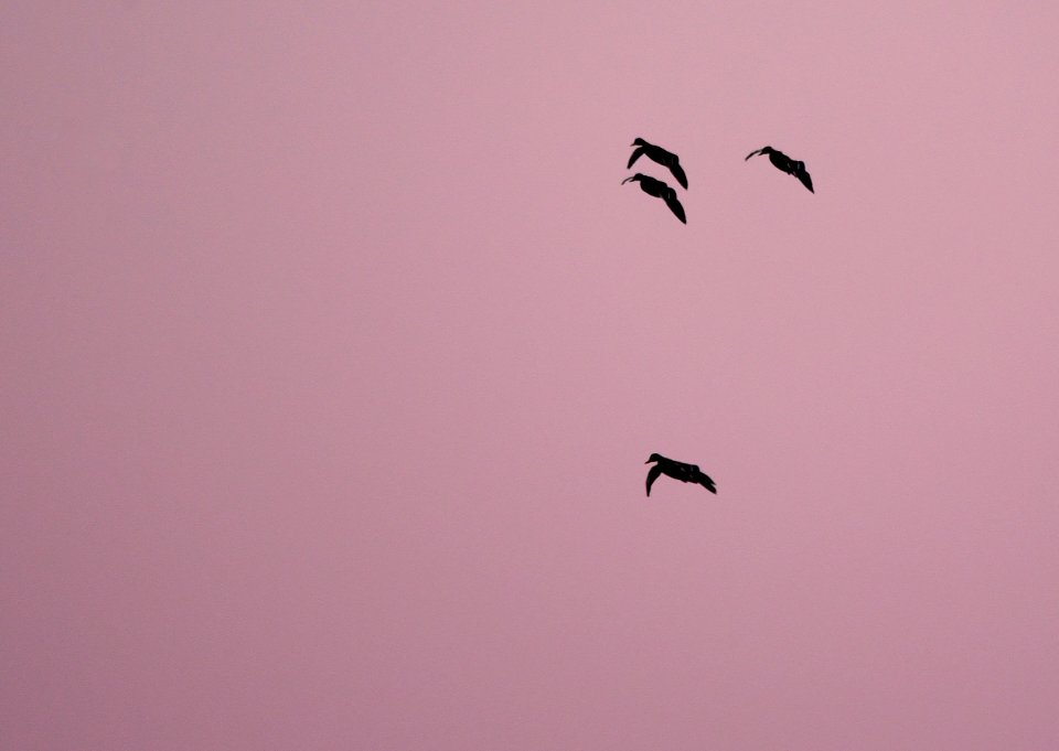 Twilight Mallards