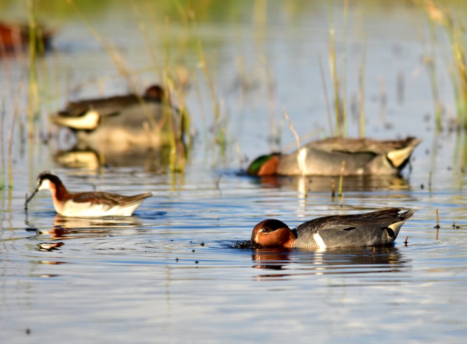 Green-winged teal at Seedskadee National Wildlife Refuge